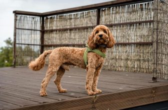 introducing a new puppy